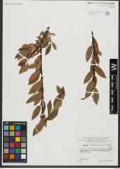Foto von Salix waldsteiniana Willd.